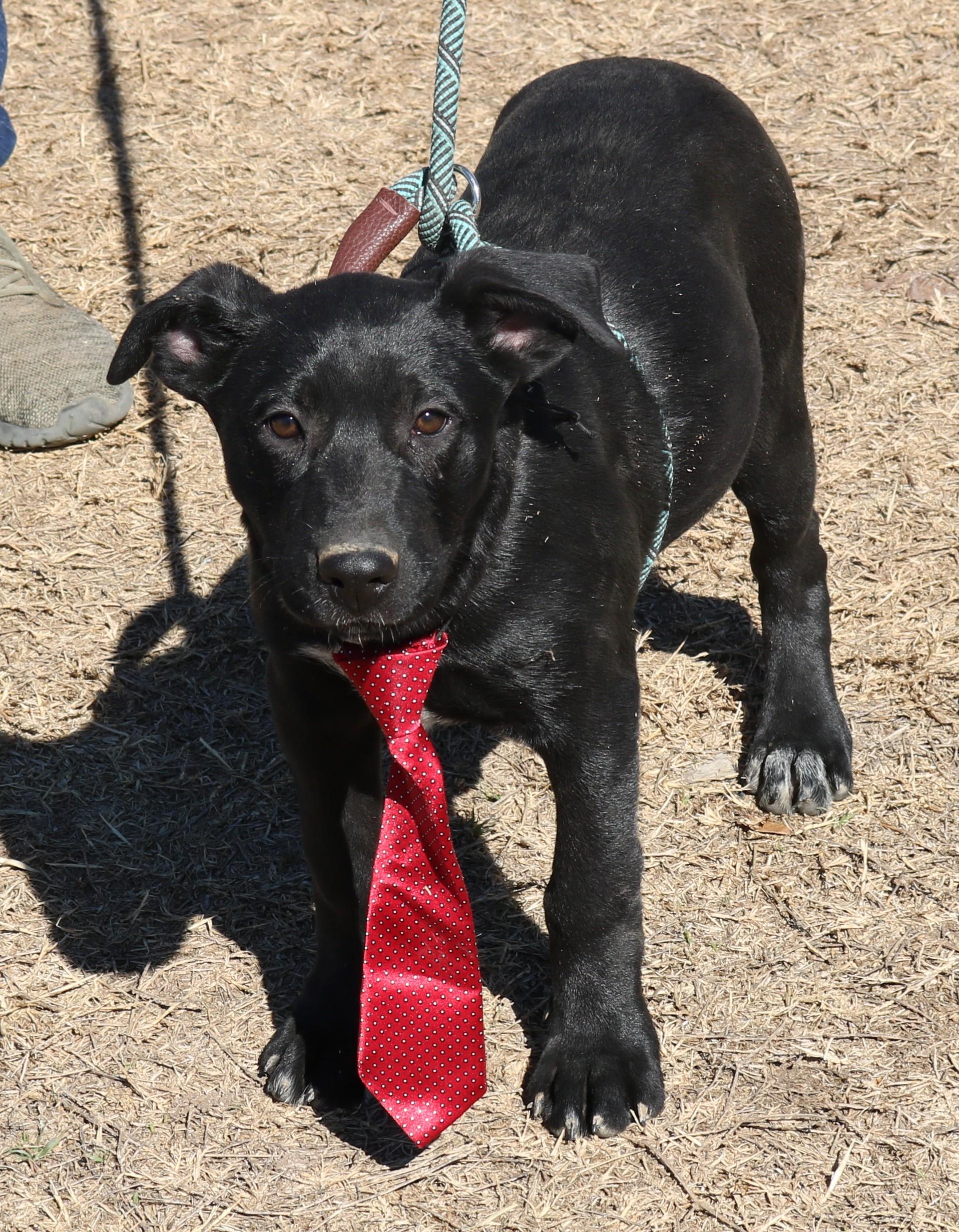 Kota, ADOPTABLE, Puppy Male Black Labrador Retriever & Shepherd.