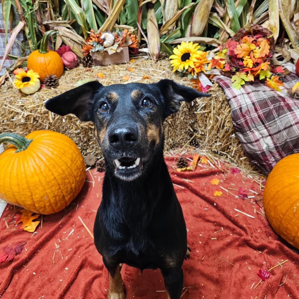 Enlarge Amelia, a Adoptable Mixed Breed in Chatham, VA image 2/4