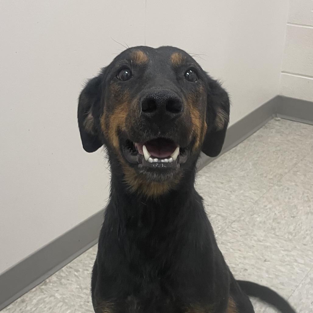 Enlarge Amelia, a Adoptable Mixed Breed in Chatham, VA image 3/4