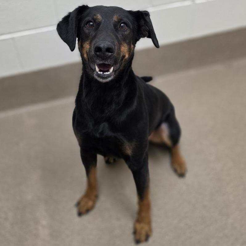 Enlarge Amelia, a Adoptable Mixed Breed in Chatham, VA image 4/6