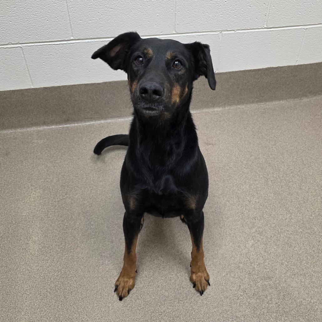 Enlarge Amelia, a Adoptable Mixed Breed in Chatham, VA image 5/6