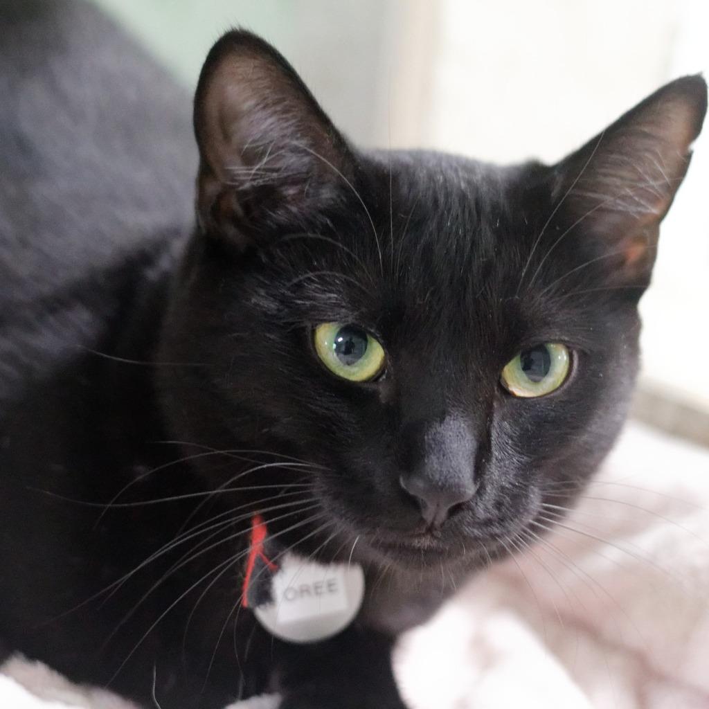 Oree, Adoptable, Kitten Female Domestic Short Hair.