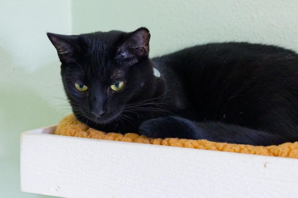 Oree, a Adoptable mixed breed in Hot Springs, AR image 2/3