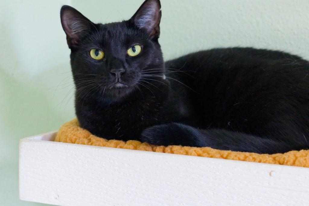 Oree, a Adoptable mixed breed in Hot Springs, AR image 3/3