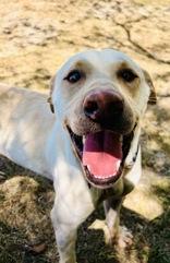 Enlarge Arnold Schwarzenegger, a Adoptable Labrador Retriever in Cibolo, TX image 2/2