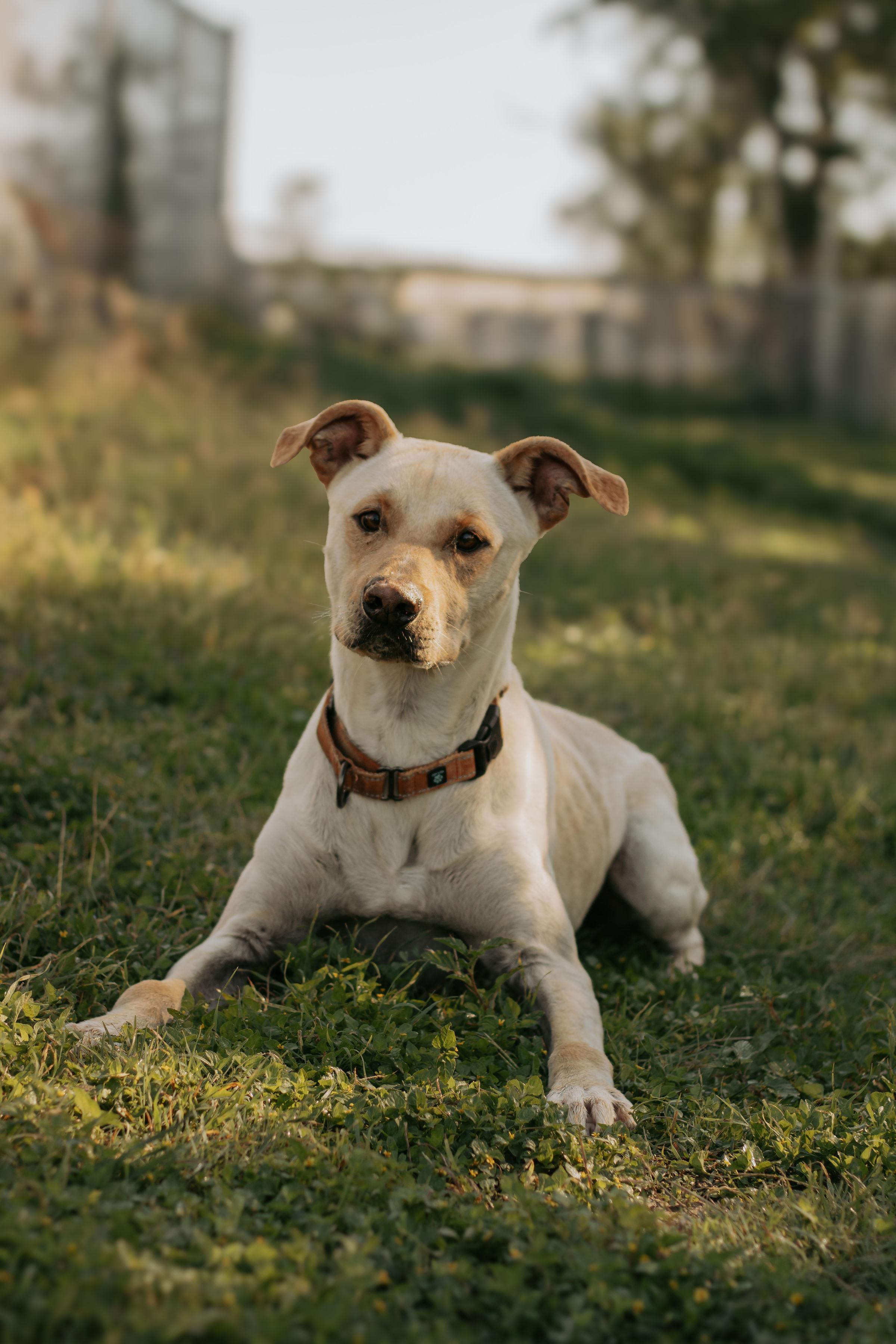 Arnold Schwarzenegger, a Adoptable Labrador Retriever in Cibolo, TX image 3/4