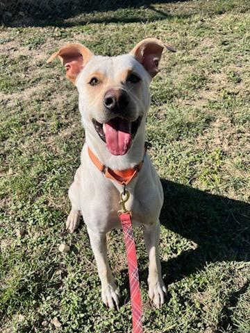 Luffy, Adoptable, Adult Male Labrador Retriever.