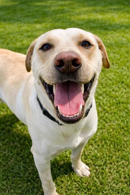 Arnold Schwarzenegger, Adoptable, Adult Male Labrador Retriever.