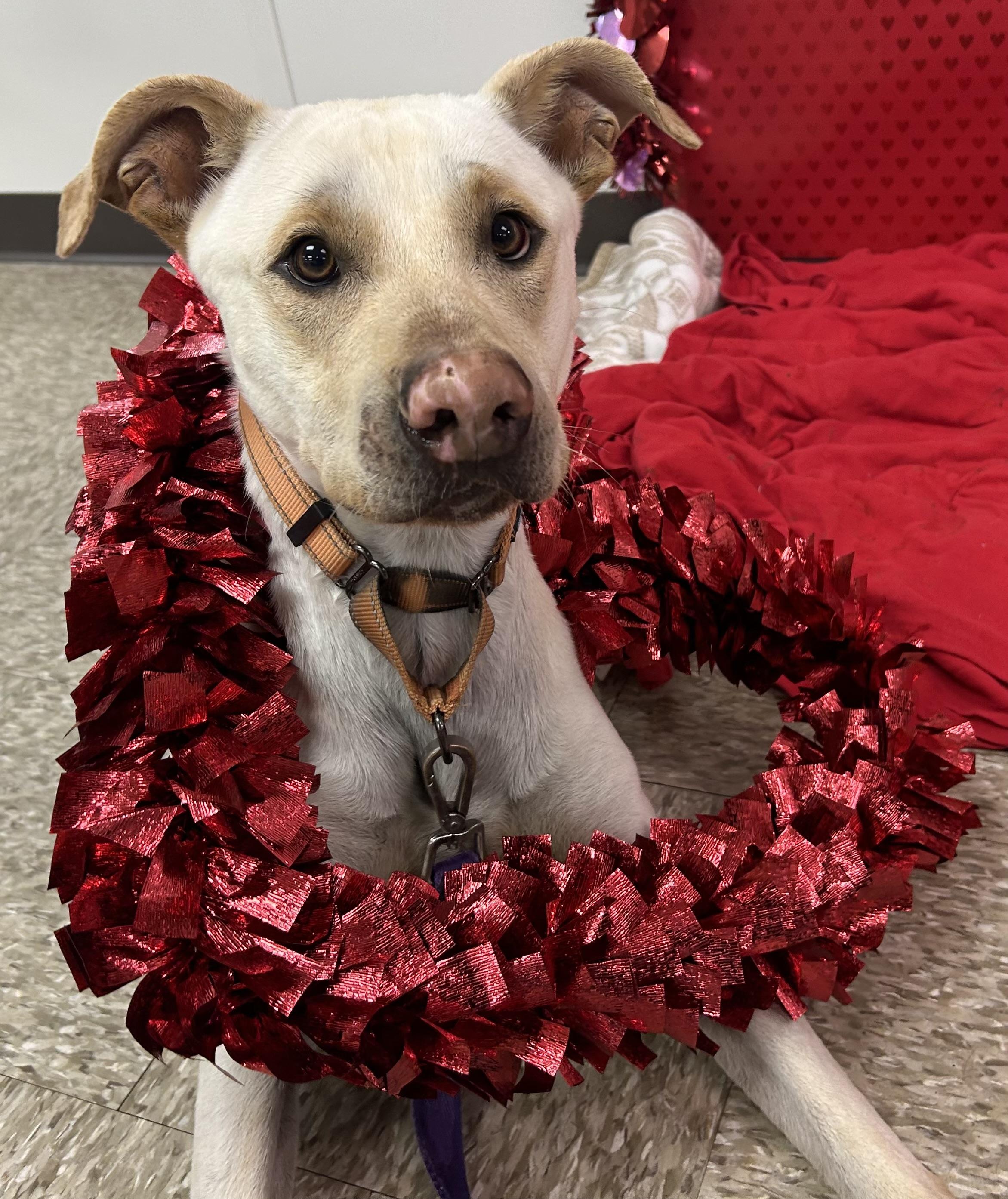 Enlarge Arnold Schwarzenegger, a Adoptable Labrador Retriever in Cibolo, TX image 1/1