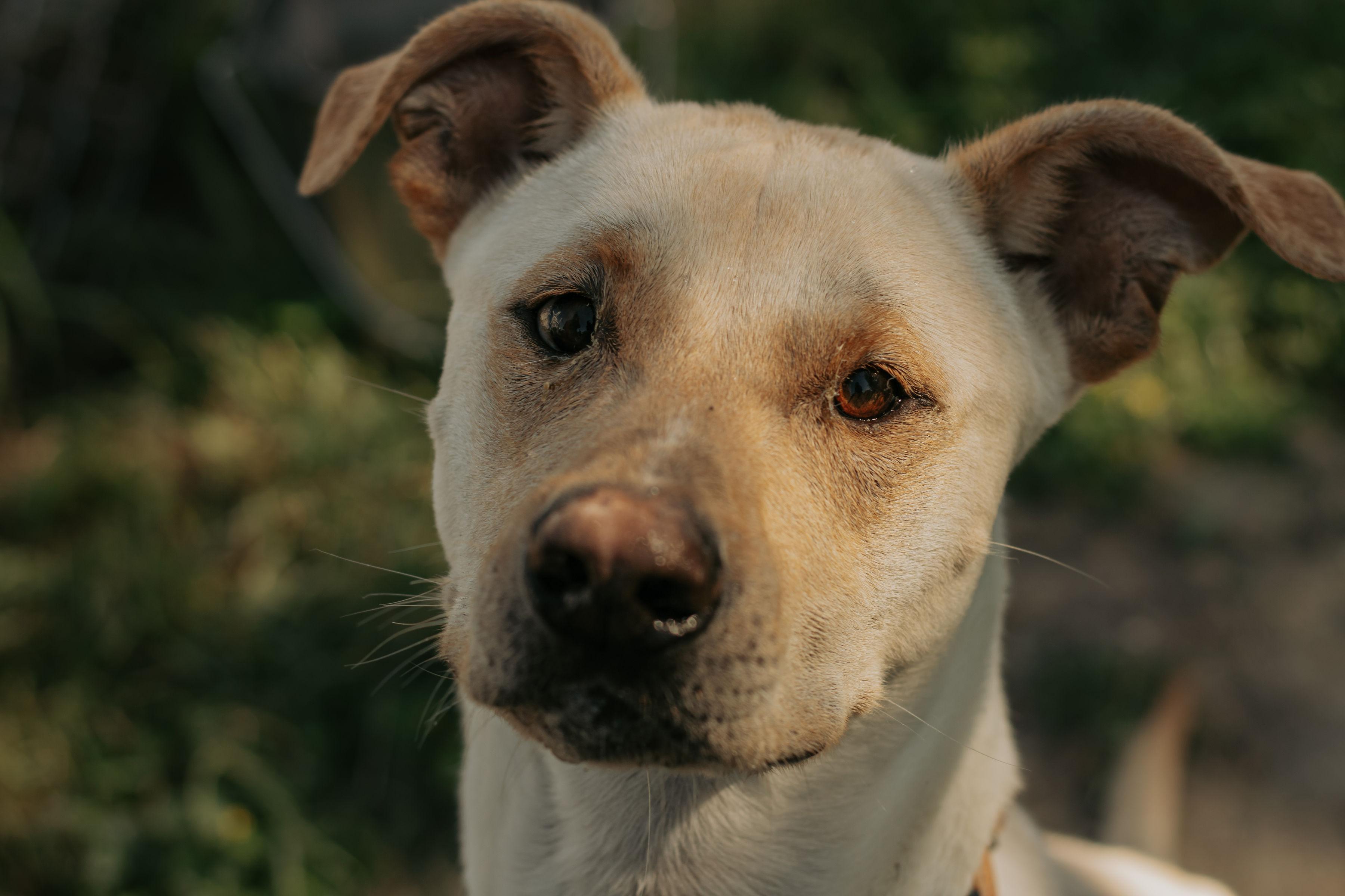 Arnold Schwarzenegger, a Adoptable Labrador Retriever in Cibolo, TX image 2/4