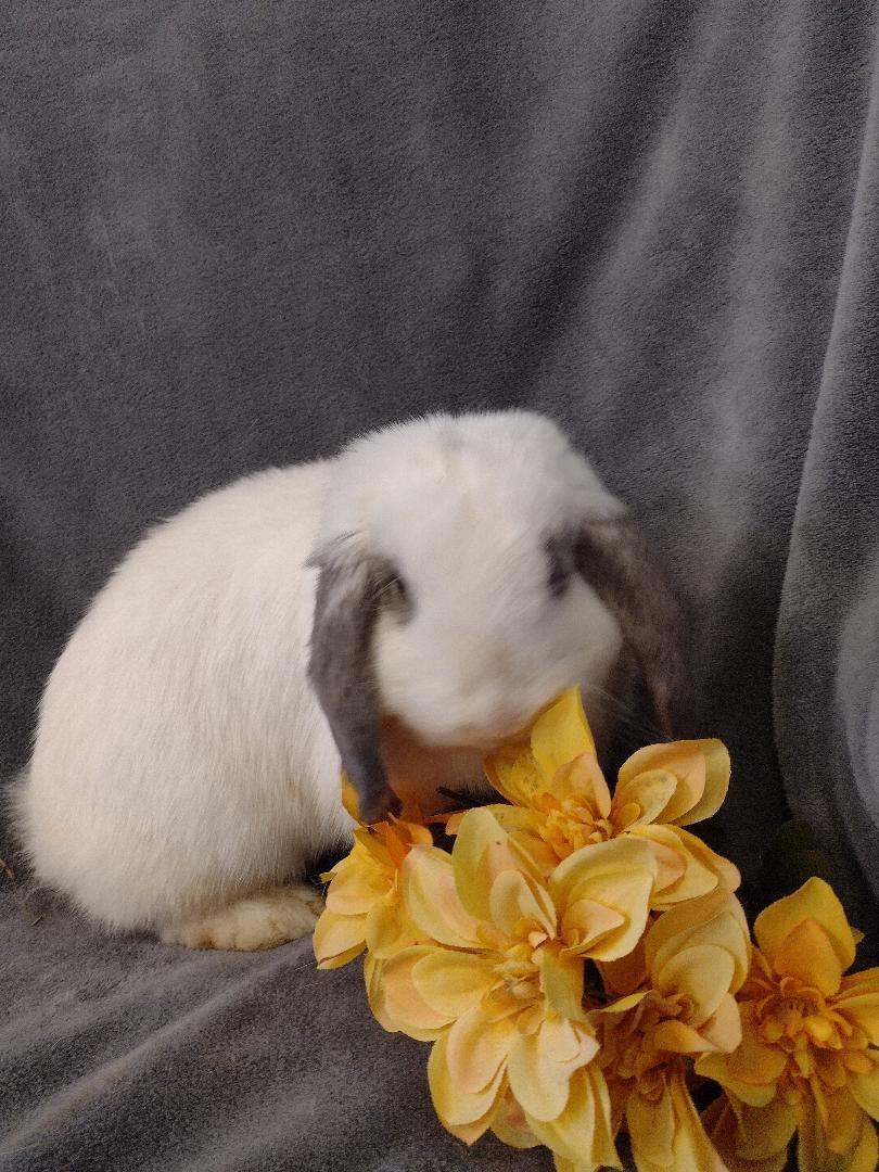 Enlarge Zenia - TEETH issue, a Adoptable Holland Lop in Plymouth, MI image 4/4