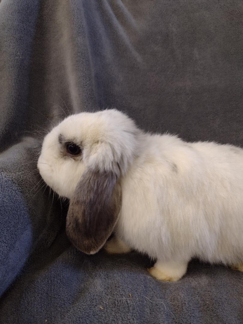 Enlarge Zenia - TEETH issue, a Adoptable Holland Lop in Plymouth, MI image 3/4