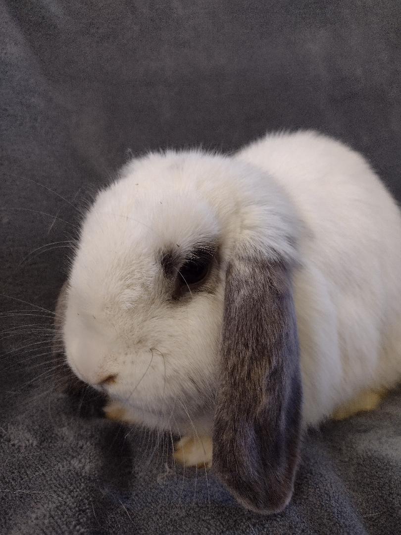 Zenia - TEETH issue, Adoptable, Young Female Holland Lop.