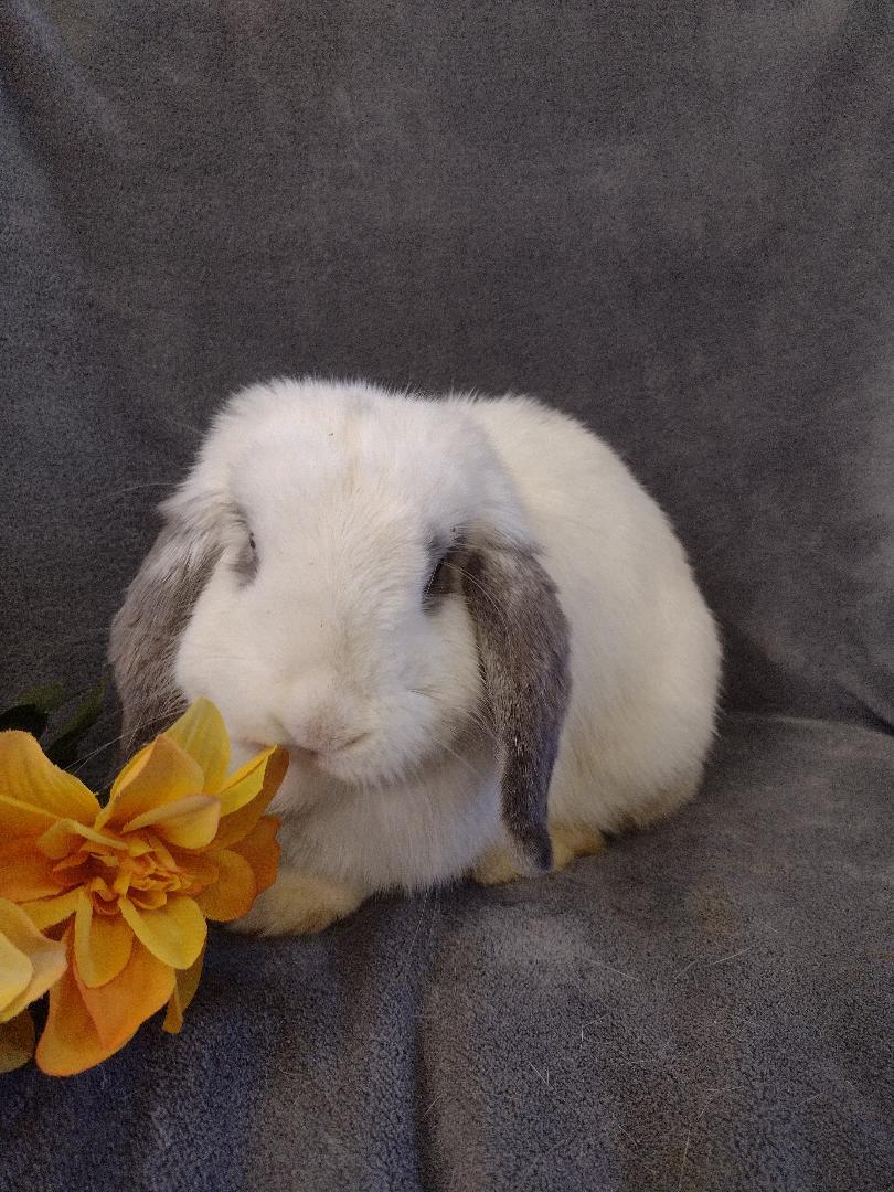 Enlarge Zenia - TEETH issue, a Adoptable Holland Lop in Plymouth, MI image 2/4