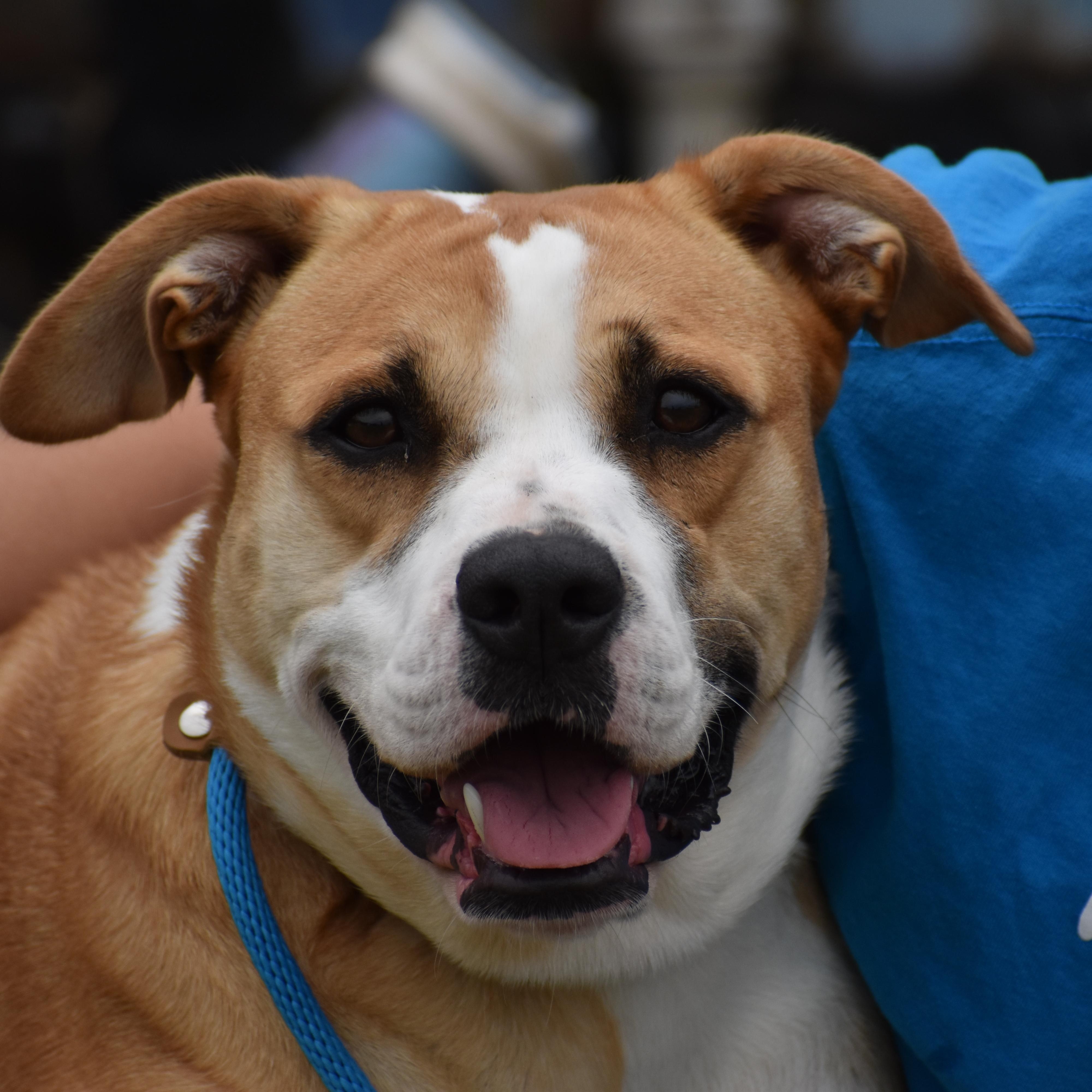 Enlarge Jonquel Jones, a ADOPTABLE mixed breed in Brooklyn, NY image 3/3