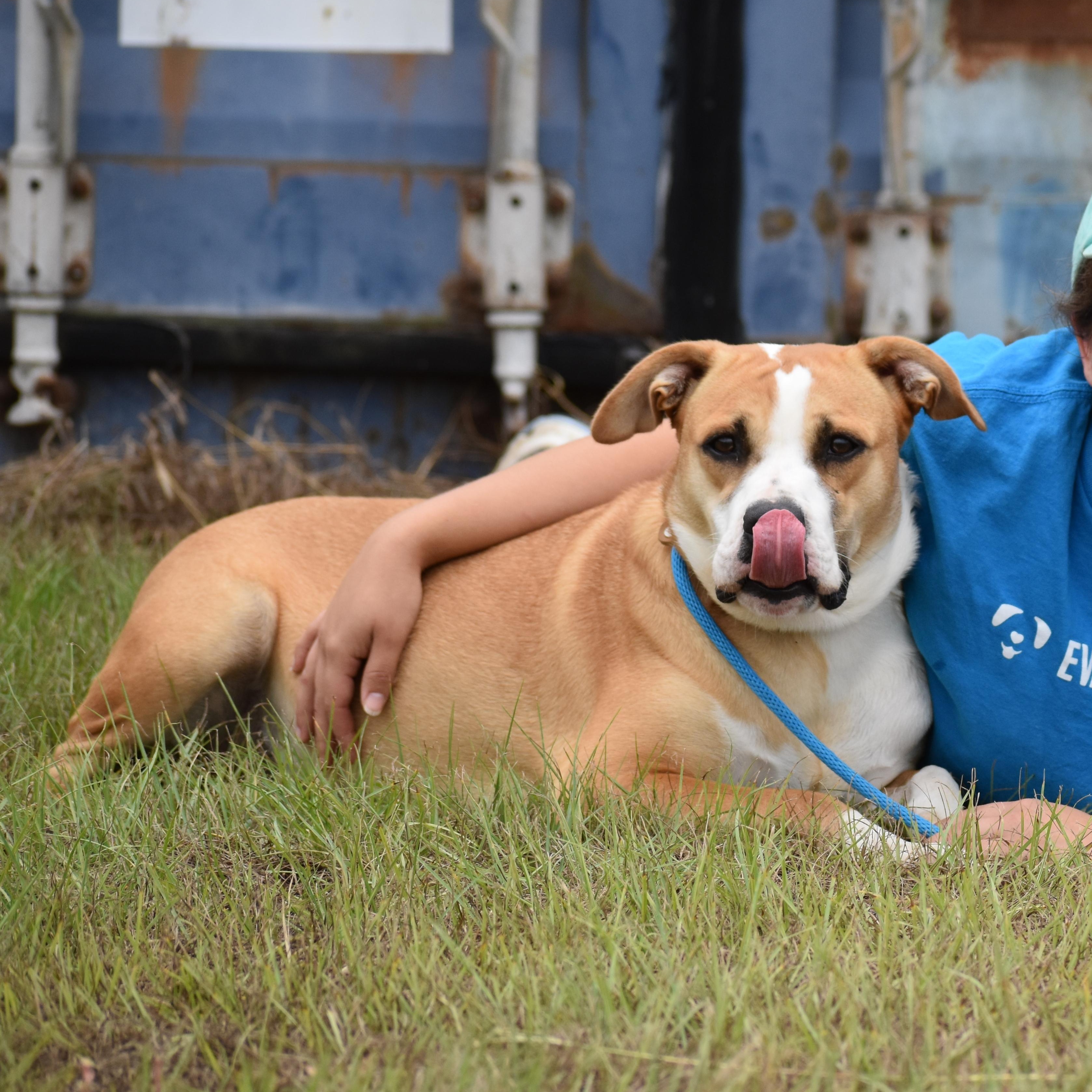Enlarge Jonquel Jones, a ADOPTABLE mixed breed in Brooklyn, NY image 2/3