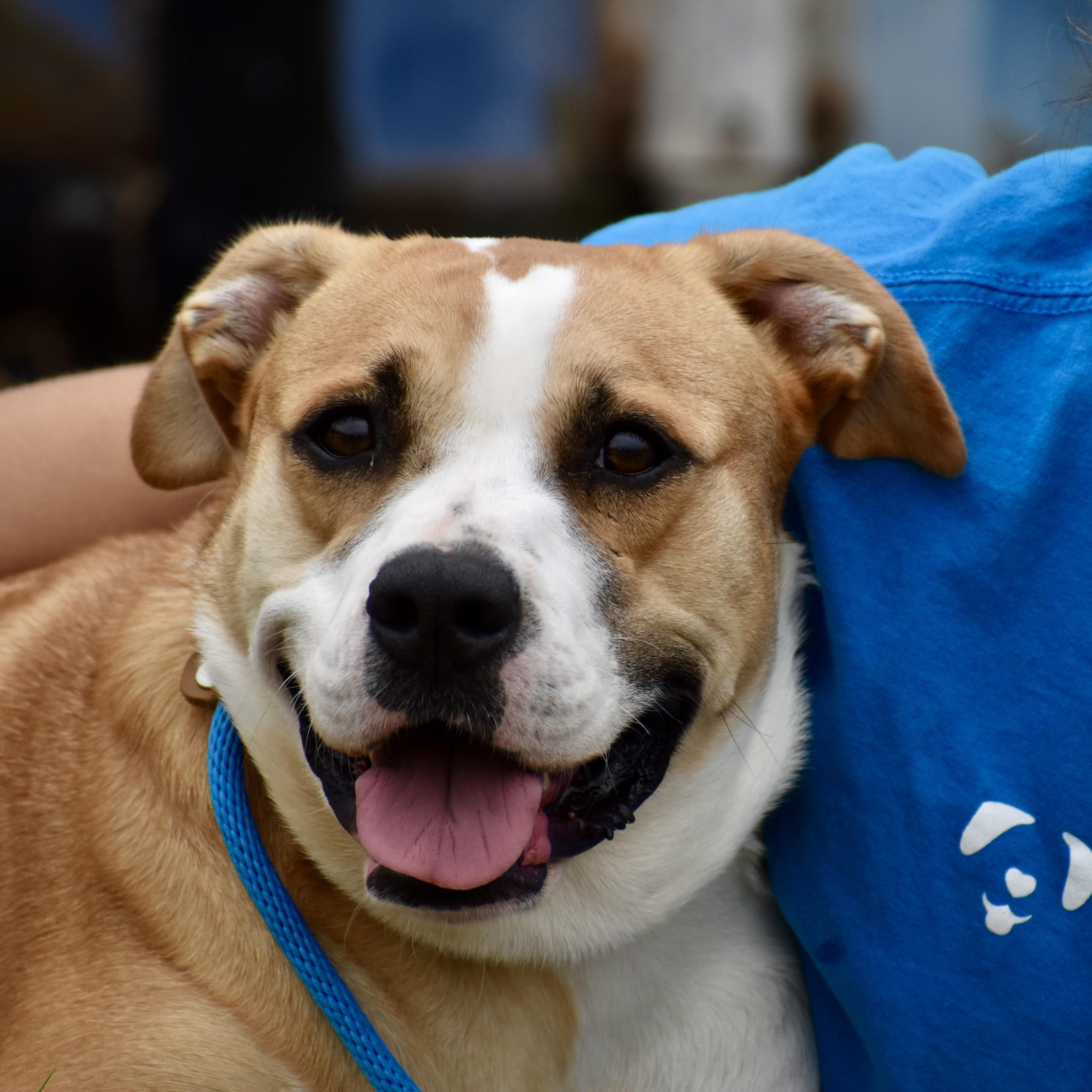 Enlarge Jonquel Jones, a ADOPTABLE mixed breed in Brooklyn, NY image 1/3