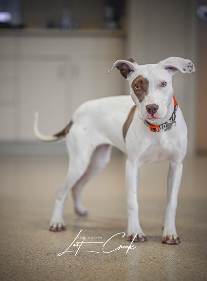 Enlarge Joyce, a Adoptable mixed breed in Kalispell, MT image 1/3