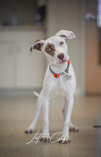 Enlarge Joyce, a Adoptable mixed breed in Kalispell, MT image 2/3