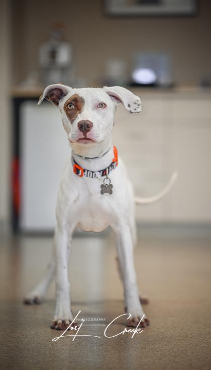 Enlarge Joyce, a Adoptable mixed breed in Kalispell, MT image 3/3