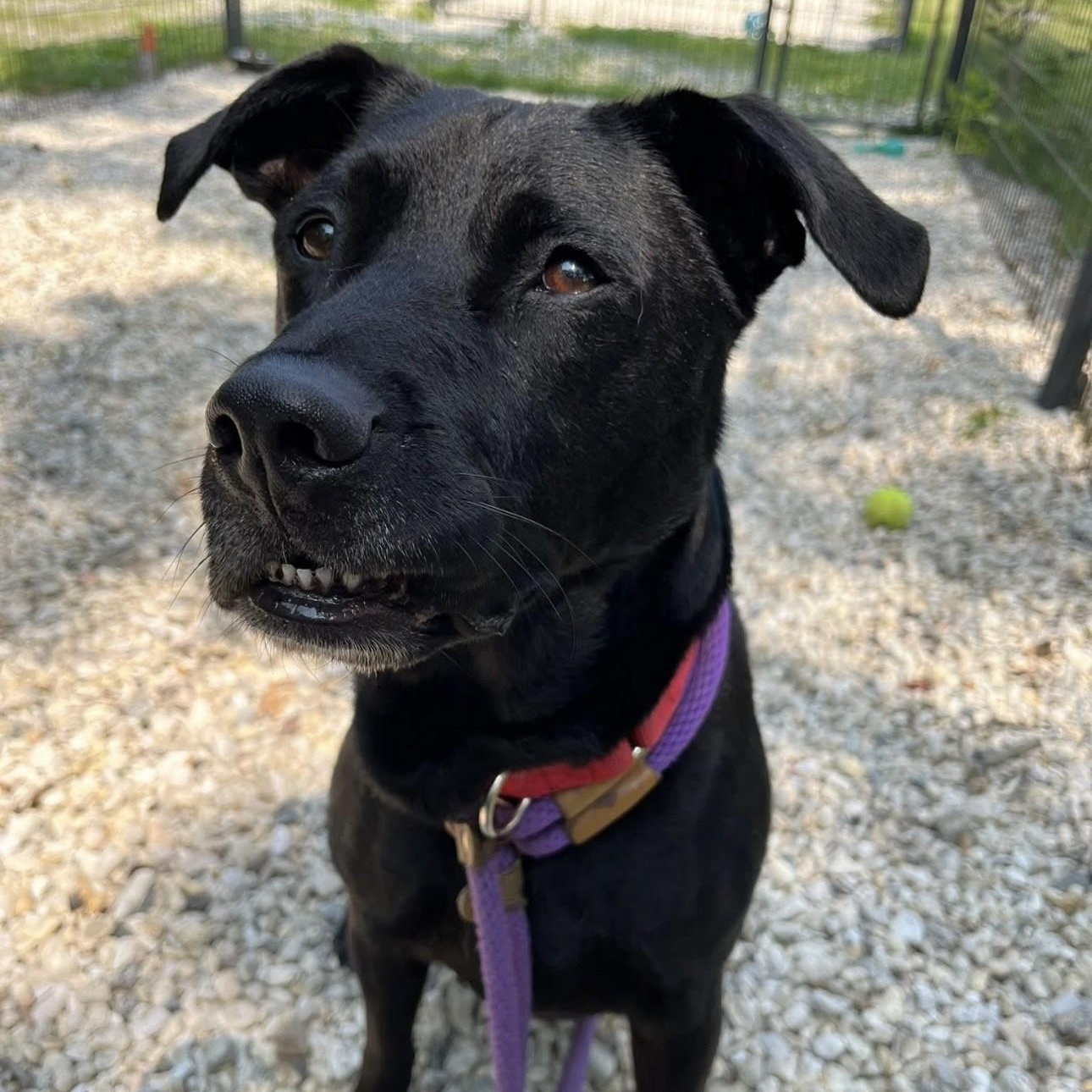 Thor, a Adoptable mixed breed in Jackson, NJ image 3/4