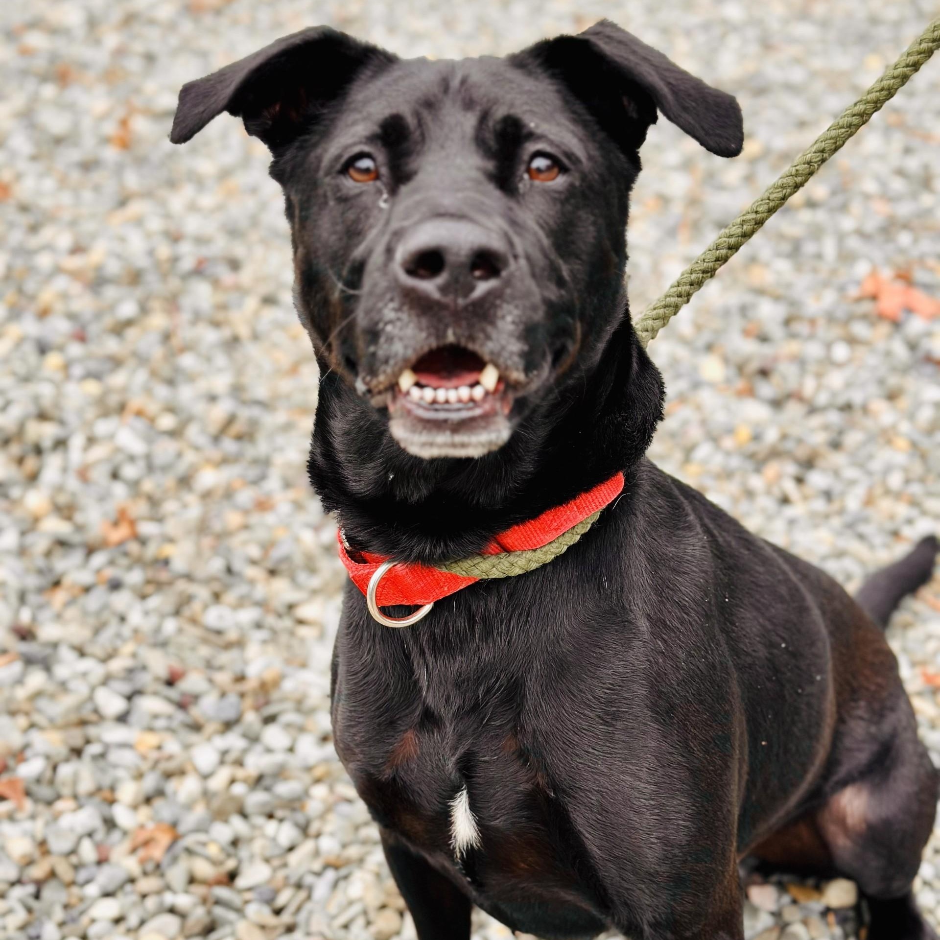 Thor, a Adoptable mixed breed in Jackson, NJ image 2/4