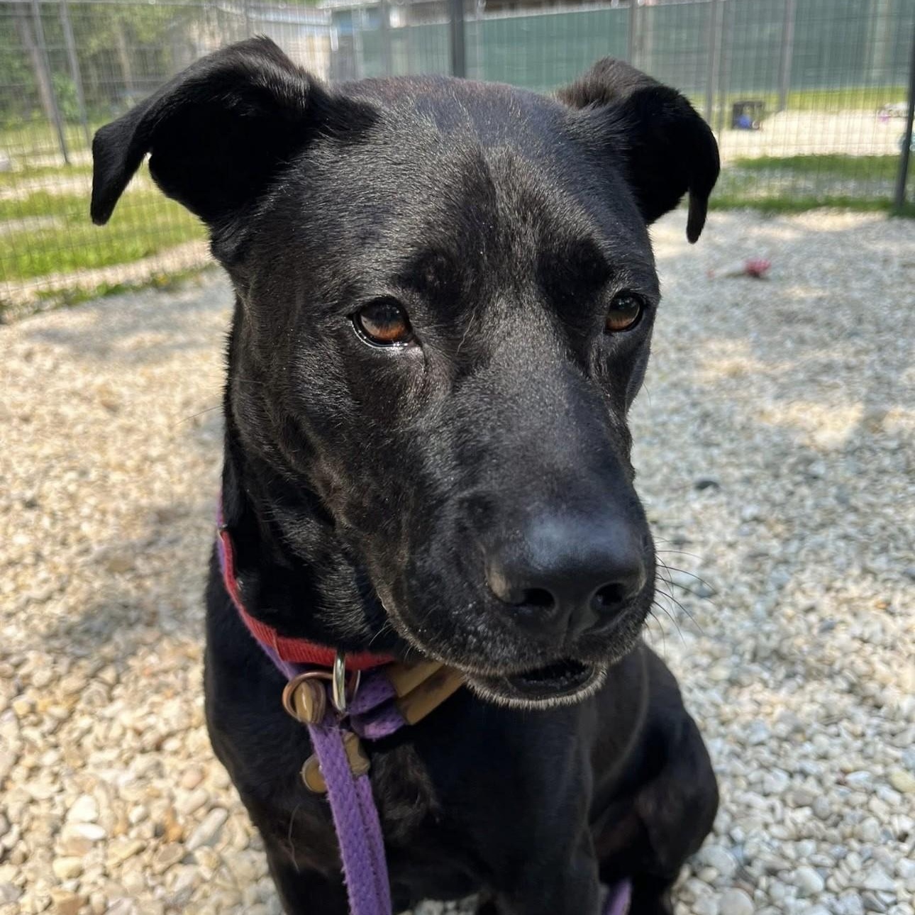 Thor, a Adoptable mixed breed in Jackson, NJ image 4/4