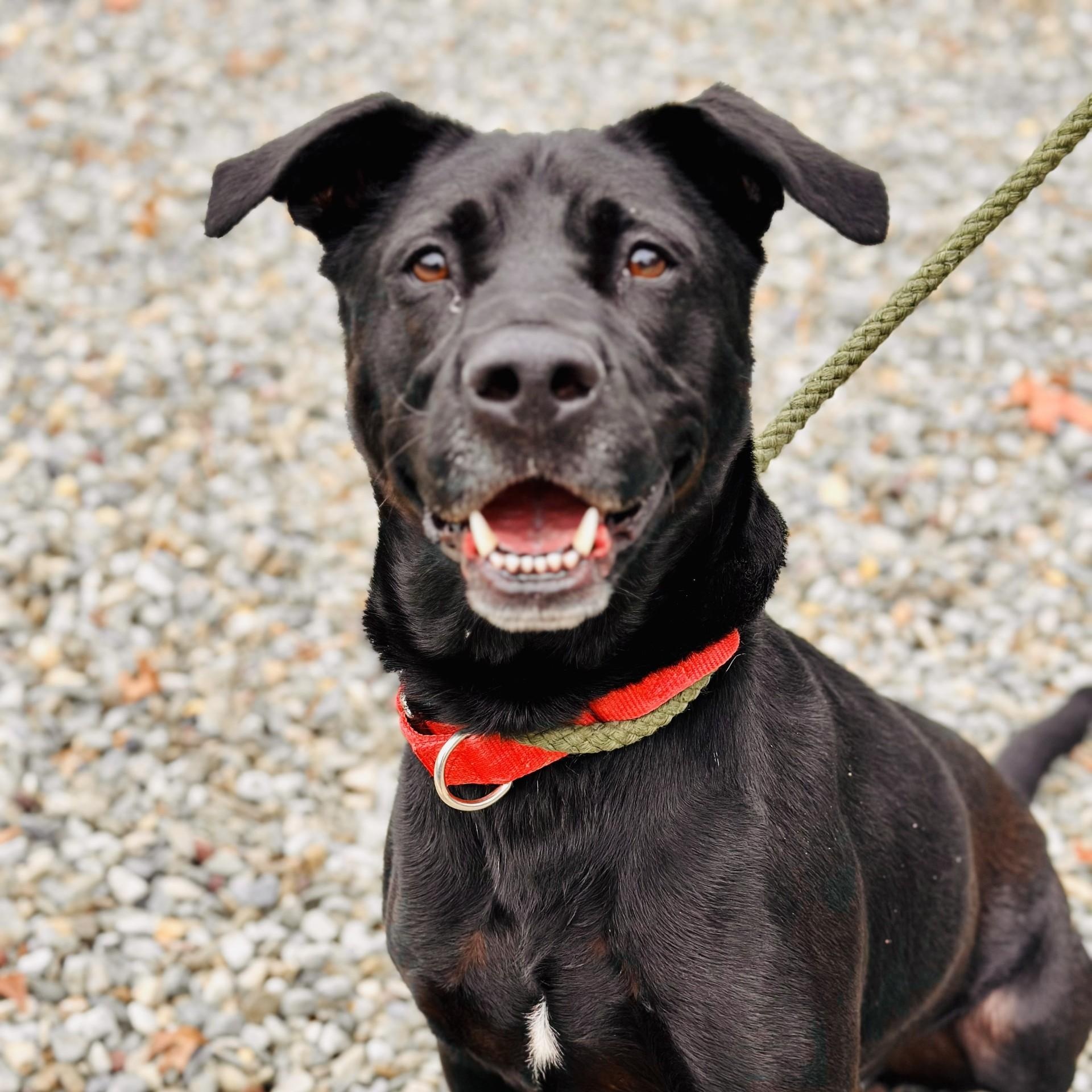 Thor, a Adoptable mixed breed in Jackson, NJ image 1/4