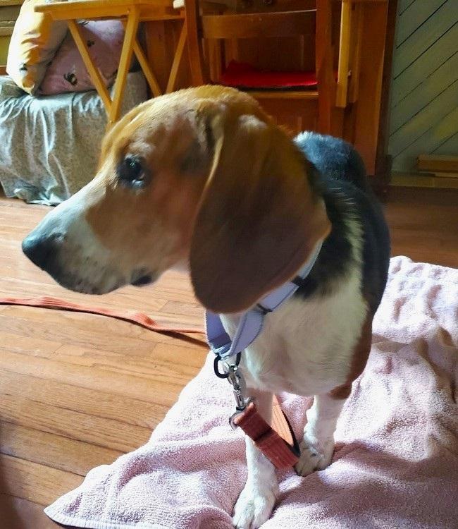 CHUCKIE, an adopted Beagle in Pegram, TN image 6/6