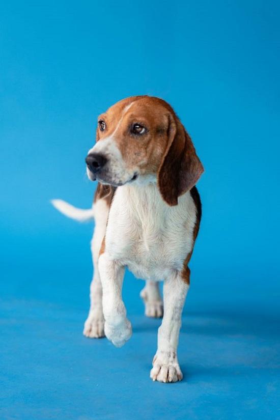 CHUCKIE, adopted, Adult Male Beagle.