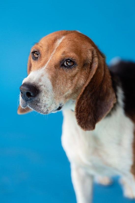 CHUCKIE, an adopted Beagle in Pegram, TN image 5/6