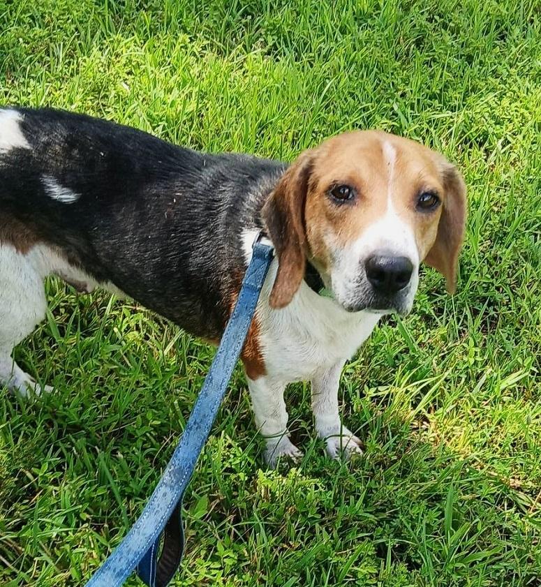 CHUCKIE, an adopted Beagle in Pegram, TN image 4/6