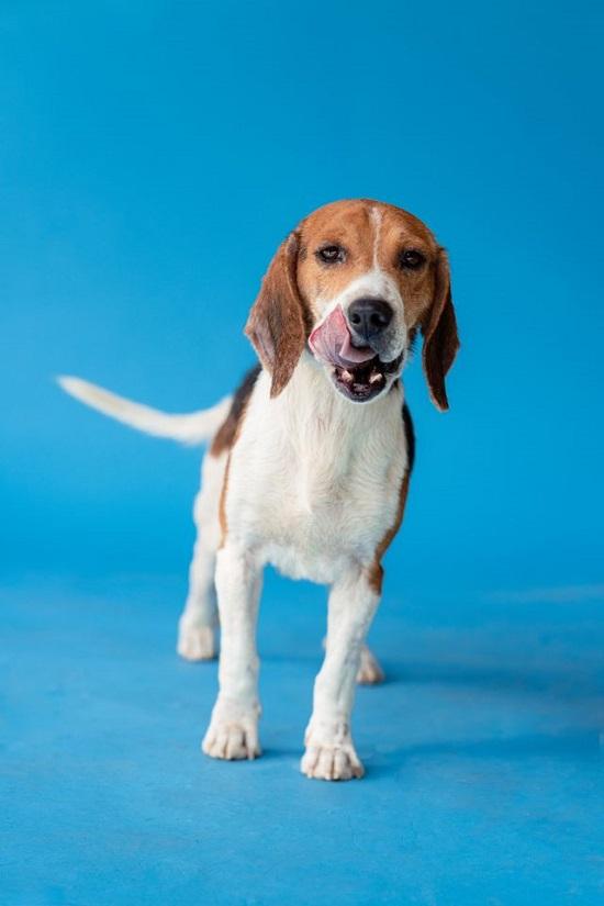CHUCKIE, an adopted Beagle in Pegram, TN image 3/6