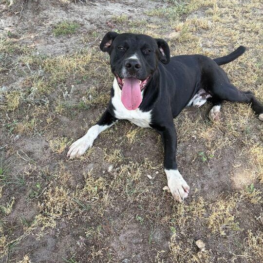 Sacramento, ADOPTABLE, Adult Male Pit Bull Terrier.
