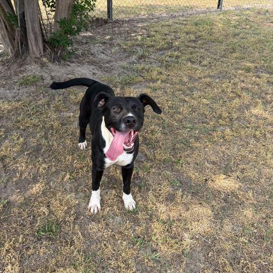 Enlarge Sacramento, a ADOPTABLE mixed breed in Valdosta, GA image 3/4