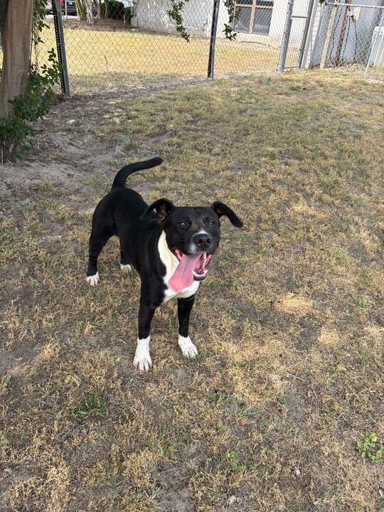 Enlarge Sacramento, a ADOPTABLE mixed breed in Valdosta, GA image 4/4