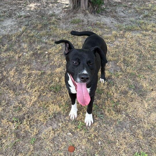 Enlarge Sacramento, a ADOPTABLE mixed breed in Valdosta, GA image 2/4