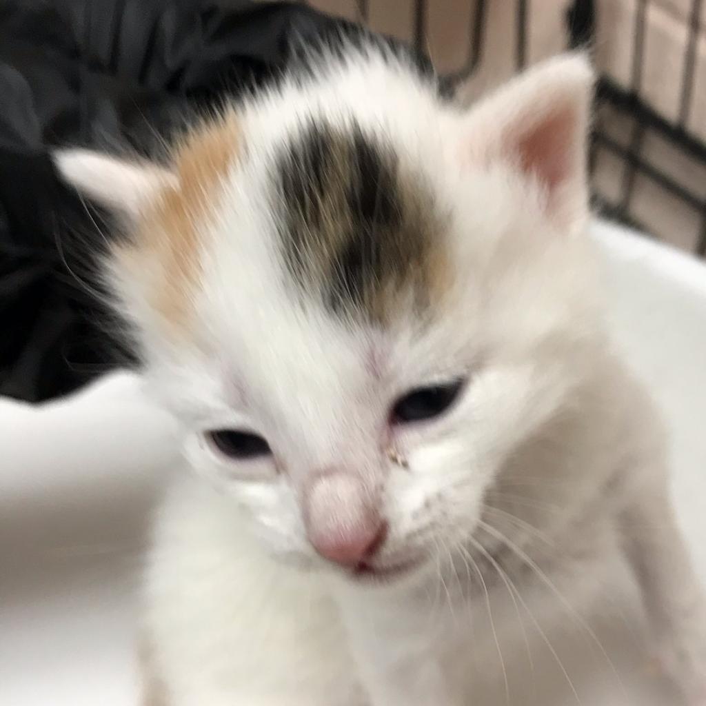 Iris, Adoptable, Adult Female Domestic Short Hair.