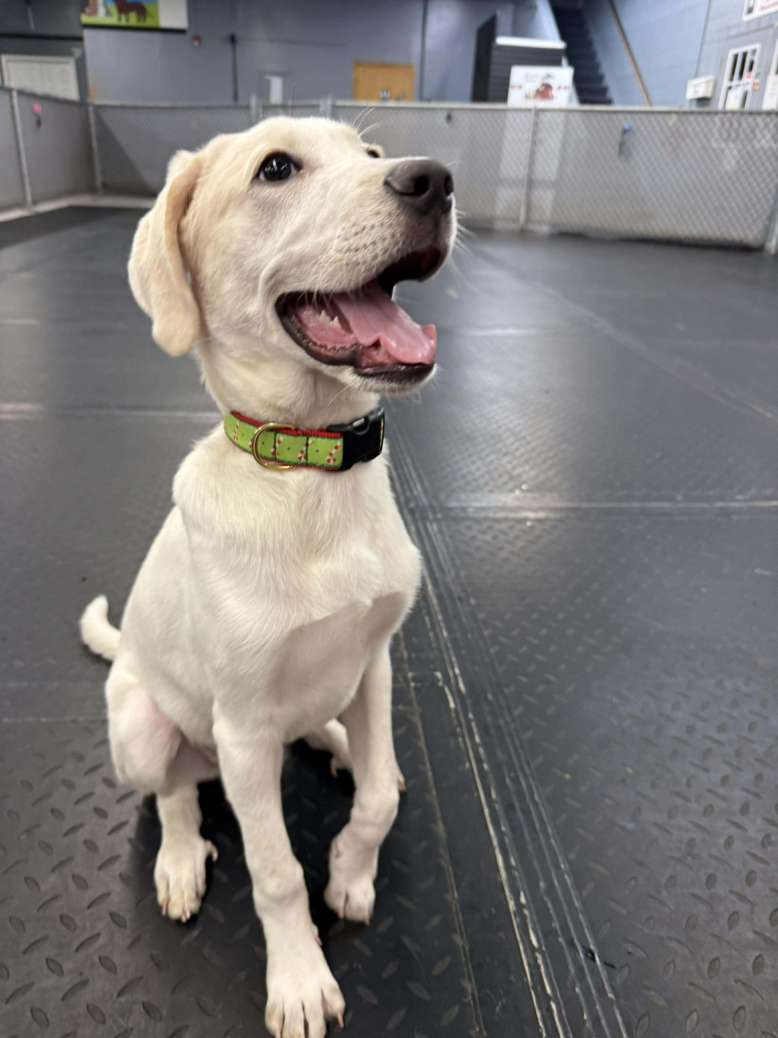 Enlarge Moe, a ADOPTABLE mixed breed in Plainfield, IL image 2/3