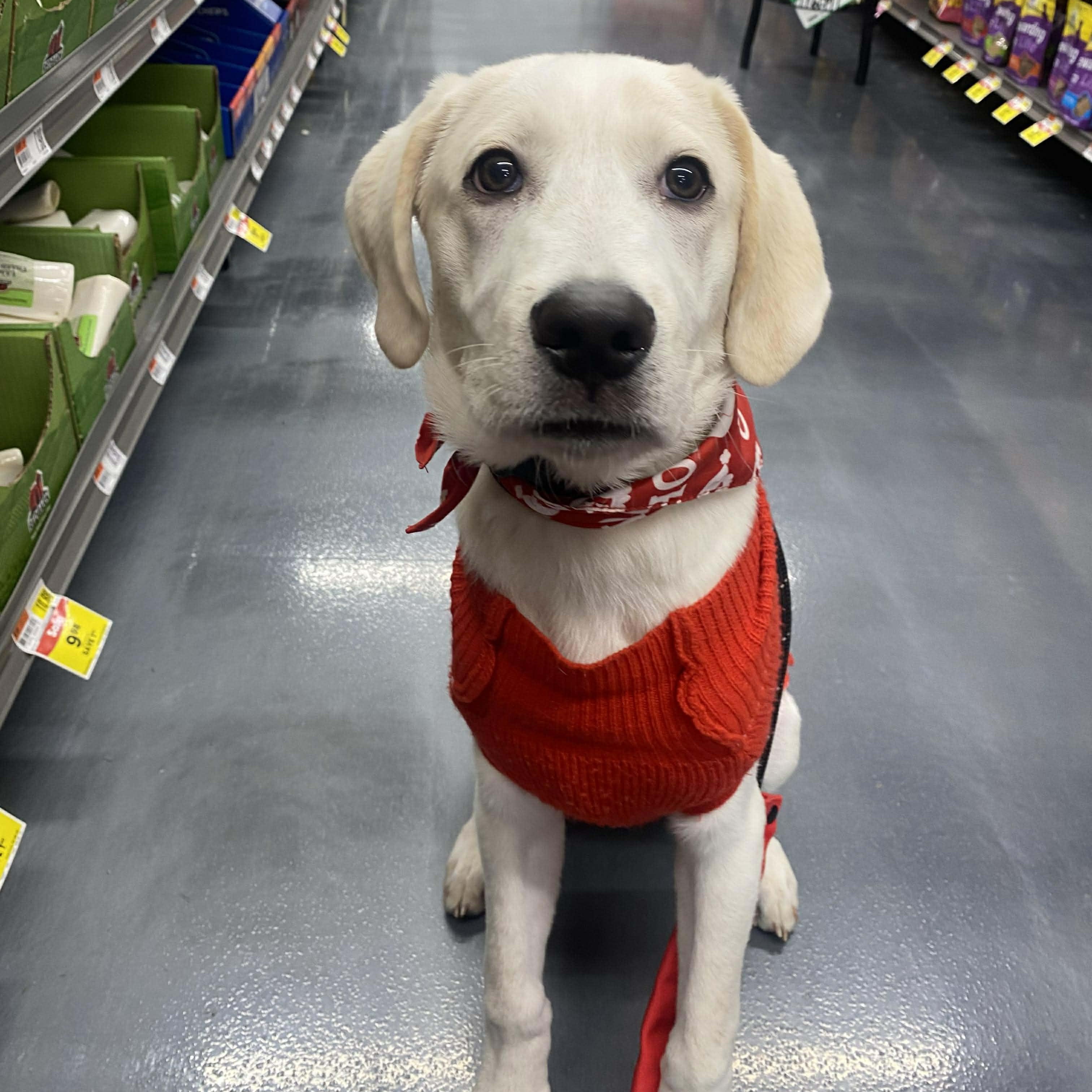 Moe, ADOPTABLE, Young Female Great Pyrenees & Retriever.