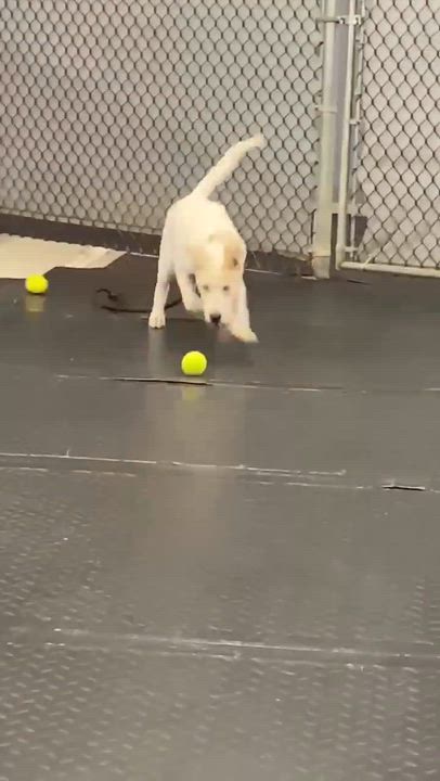 Enlarge Moe, a ADOPTABLE mixed breed in Plainfield, IL video 3/3