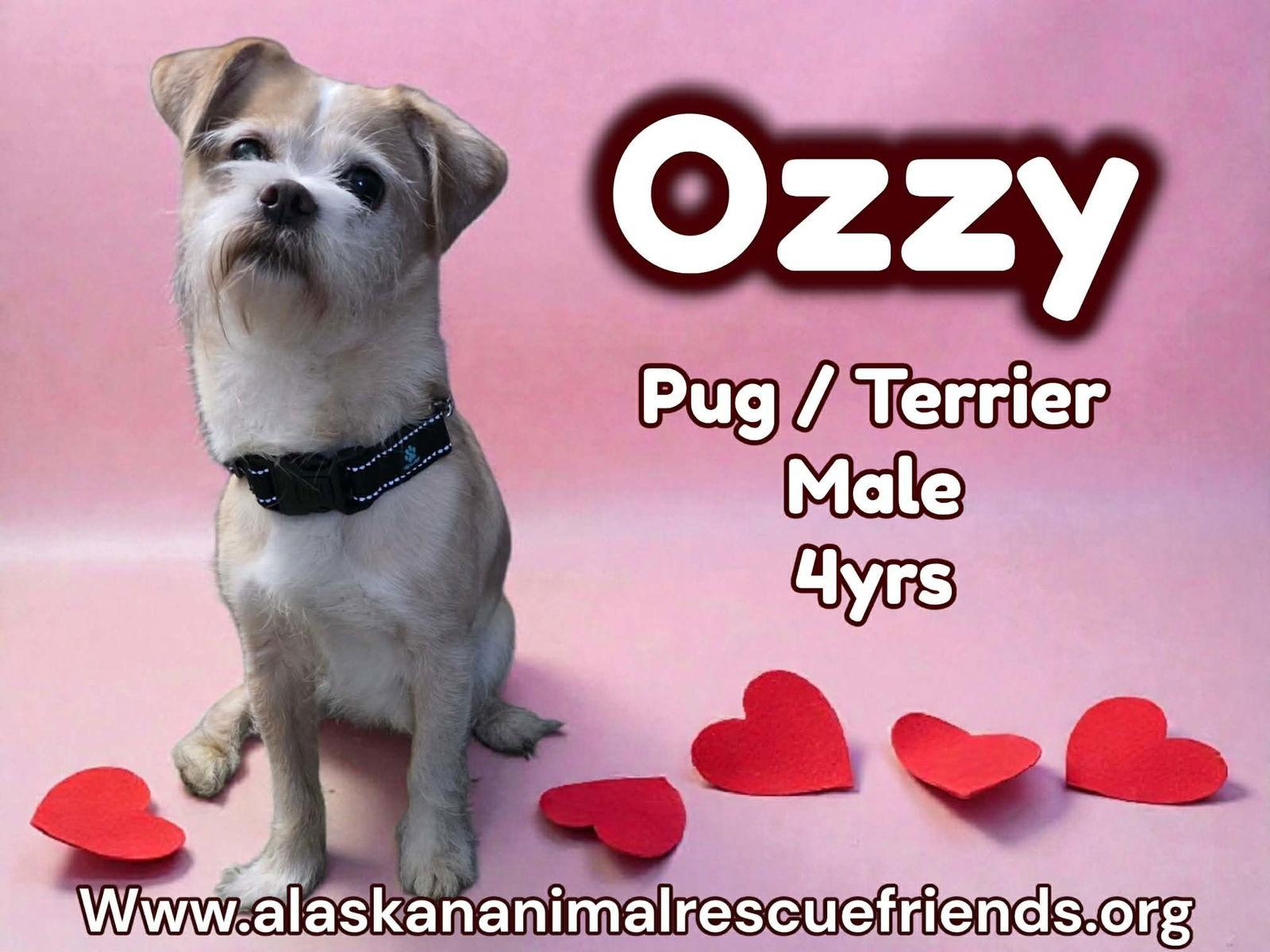 Enlarge Ozzy, a Adoptable mixed breed in Anchorage, AK image 1/1