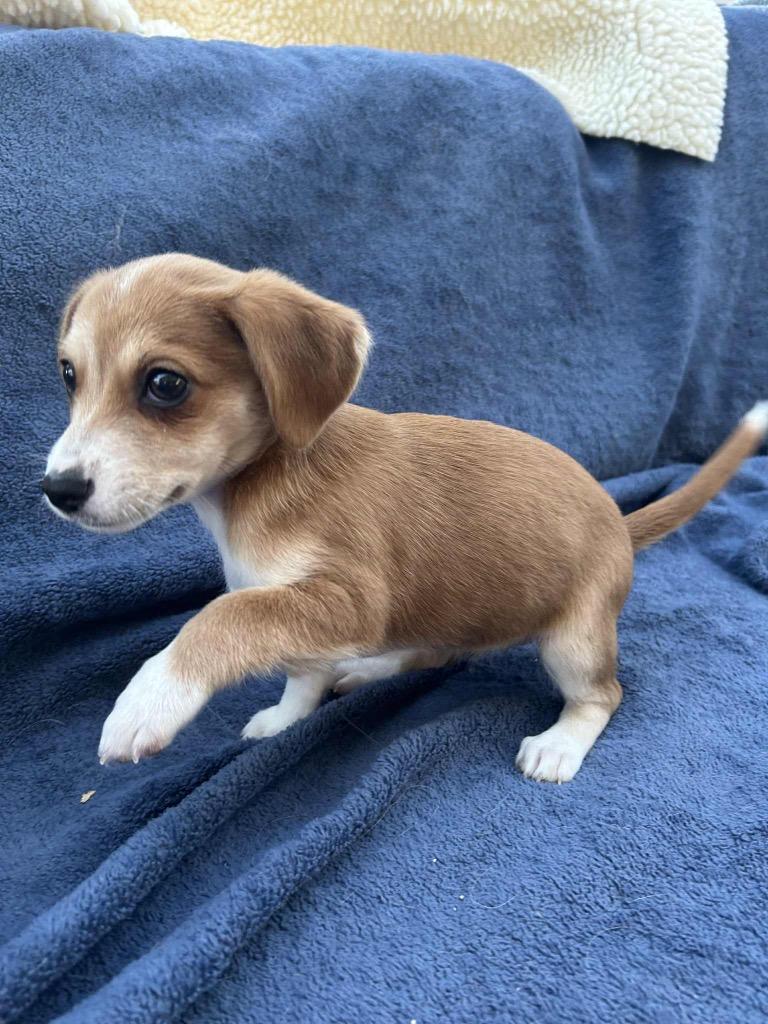 Enlarge Sabrina, a Adopted mixed breed in Bristol, WI image 1/4