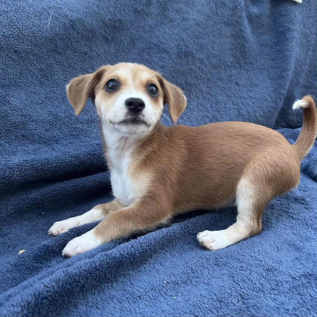 Enlarge Sabrina, a Adopted mixed breed in Bristol, WI image 2/4