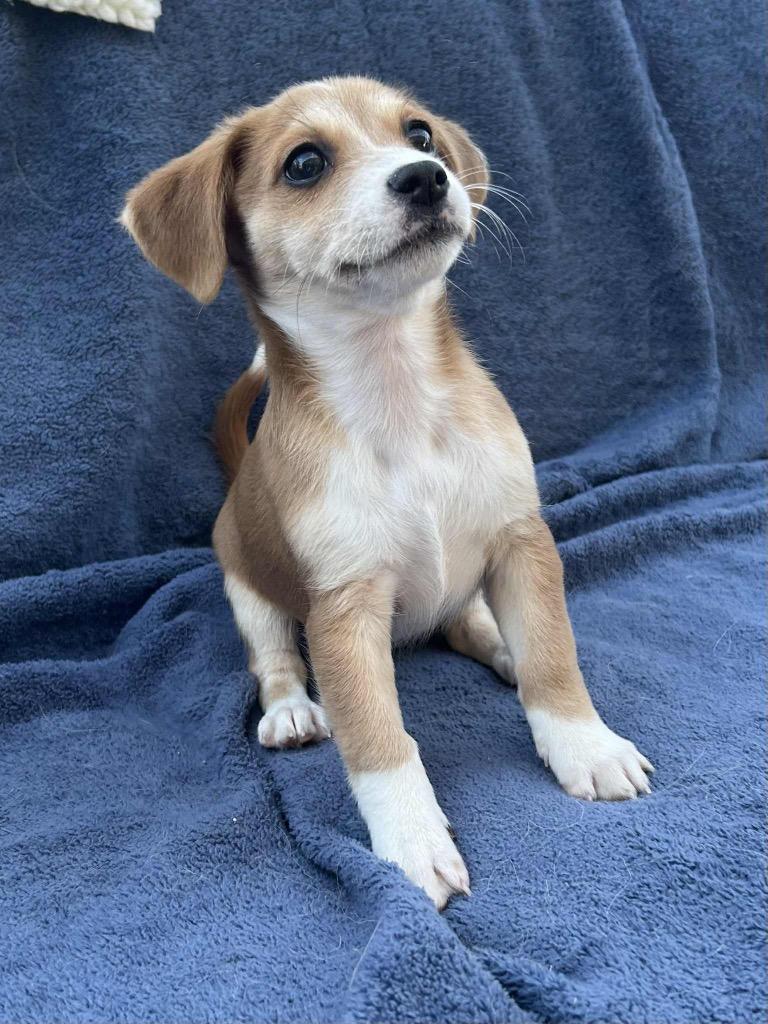 Enlarge Sabrina, a Adopted mixed breed in Bristol, WI image 3/4