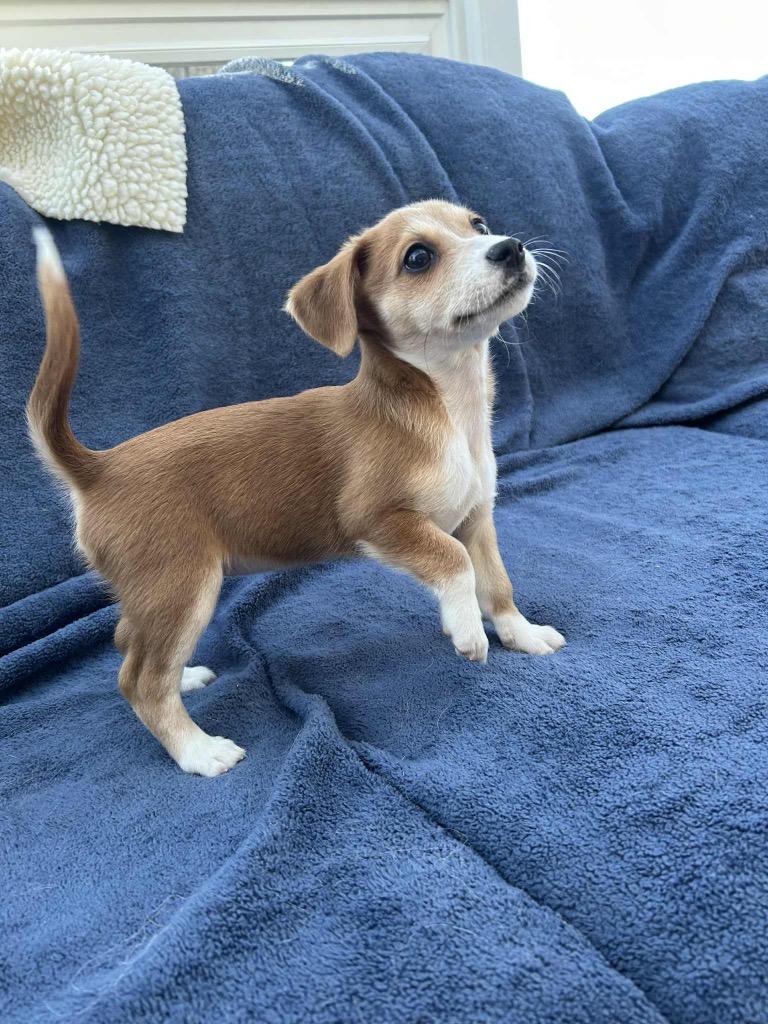 Enlarge Sabrina, a Adopted mixed breed in Bristol, WI image 4/4