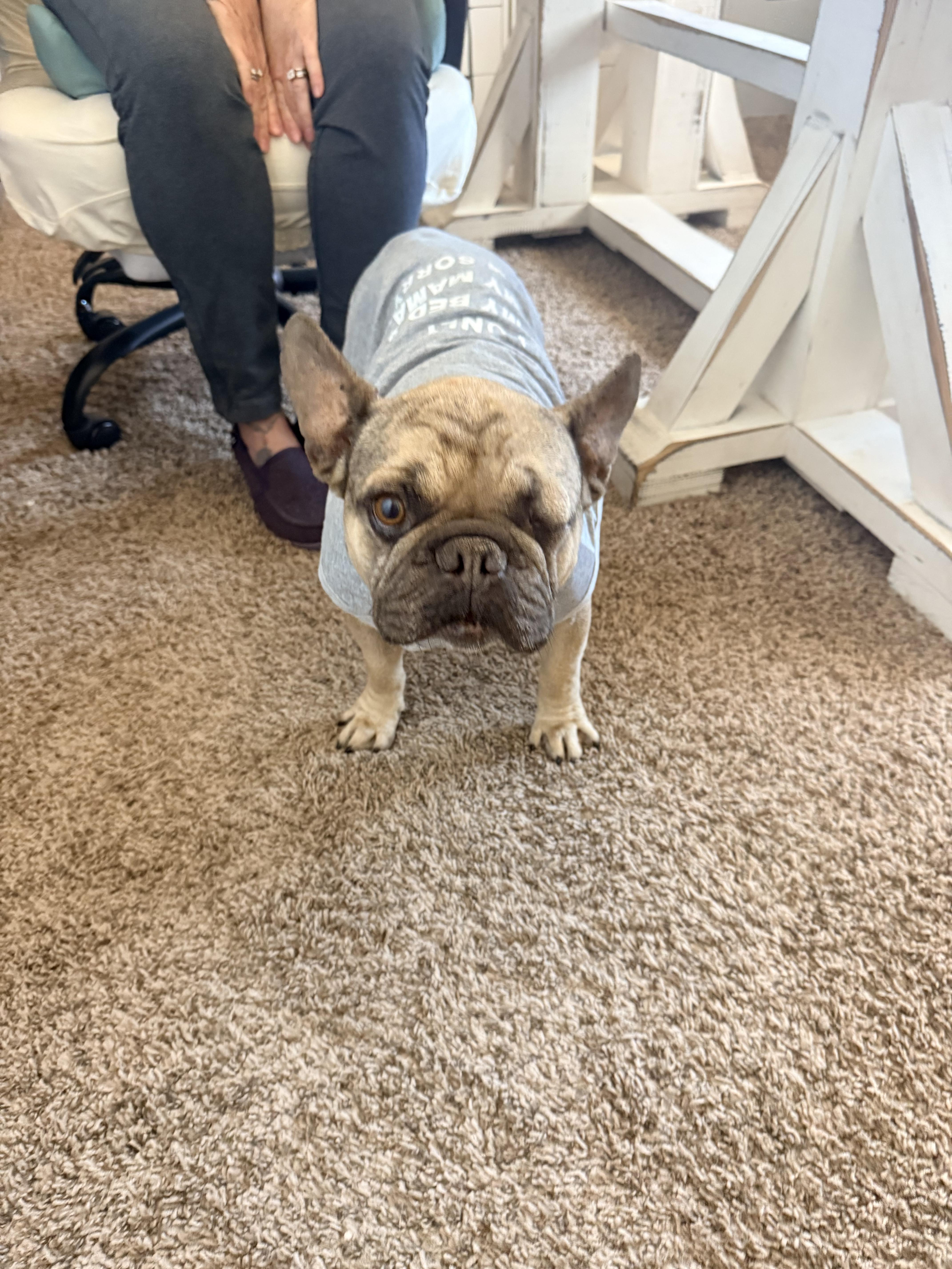 Garcia, a Adoptable French Bulldog in Mesa, AZ image 1/6