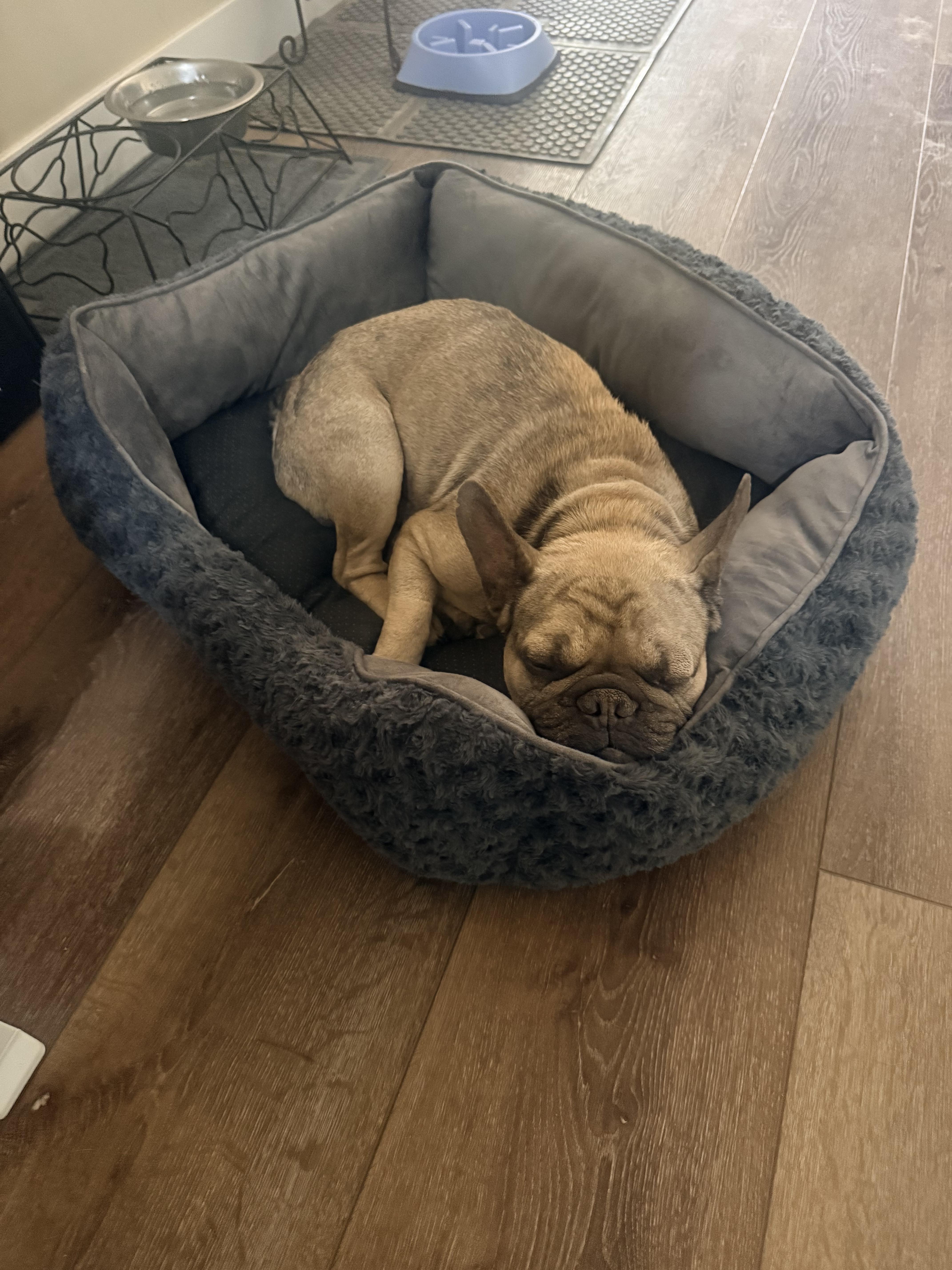 Garcia, a Adoptable French Bulldog in Mesa, AZ image 2/6