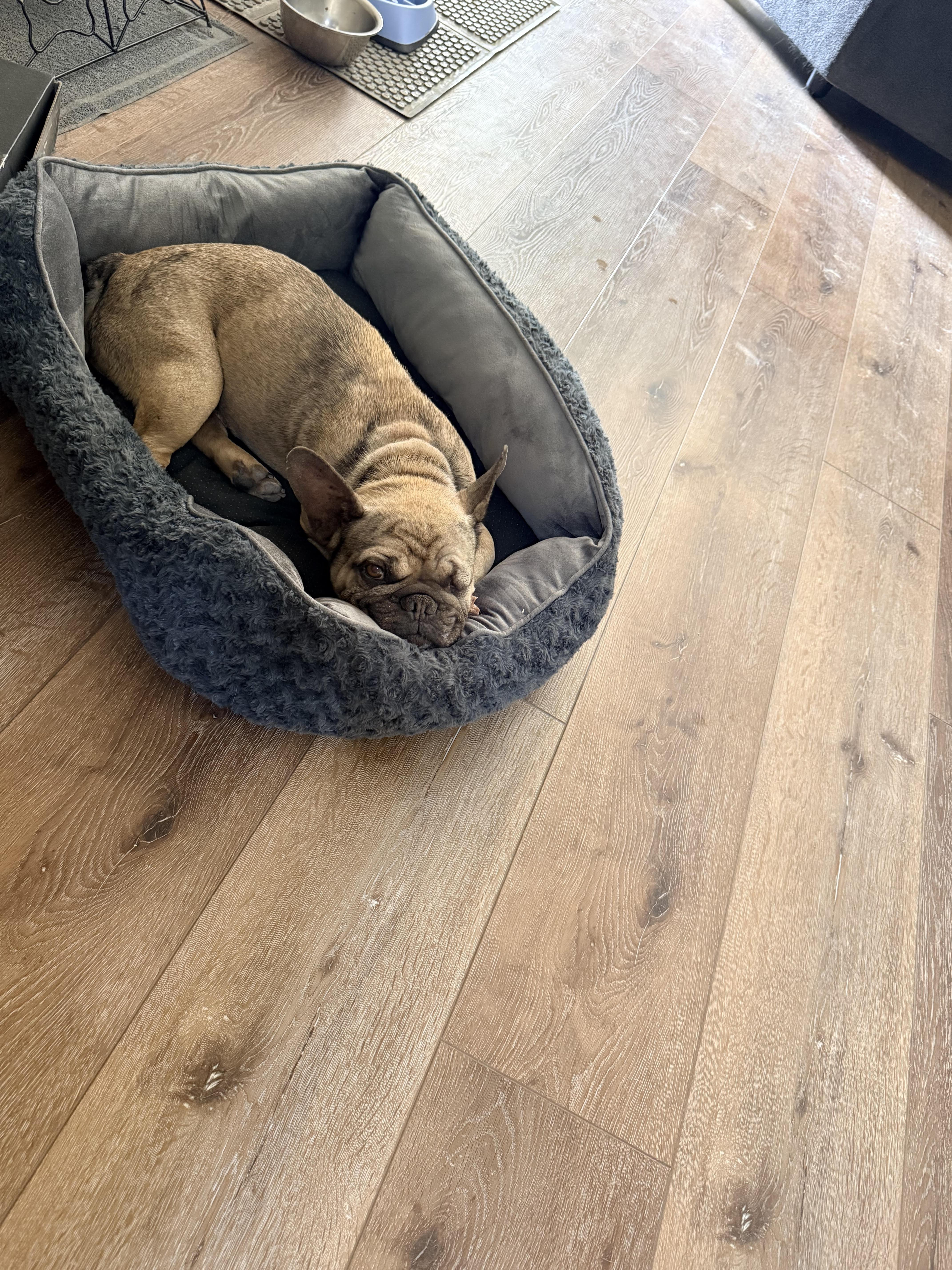 Garcia, a Adoptable French Bulldog in Mesa, AZ image 4/6