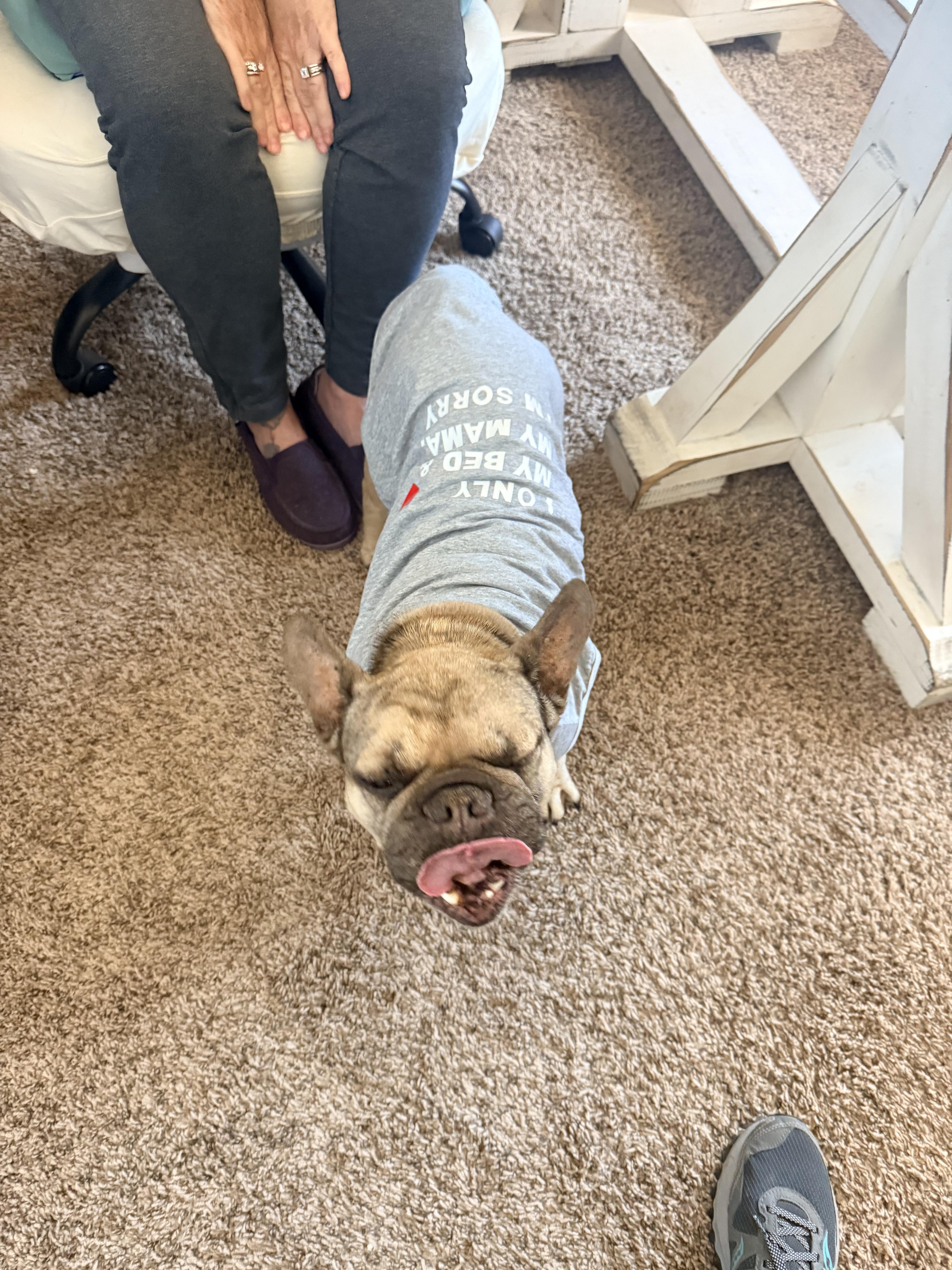 Garcia, a Adoptable French Bulldog in Mesa, AZ image 6/6